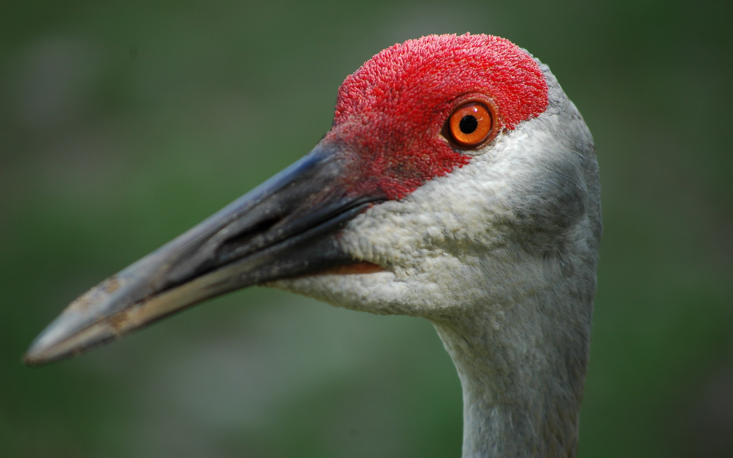 sandhill crane hd wallpaper background image 2560x1600 on crane wallpapers