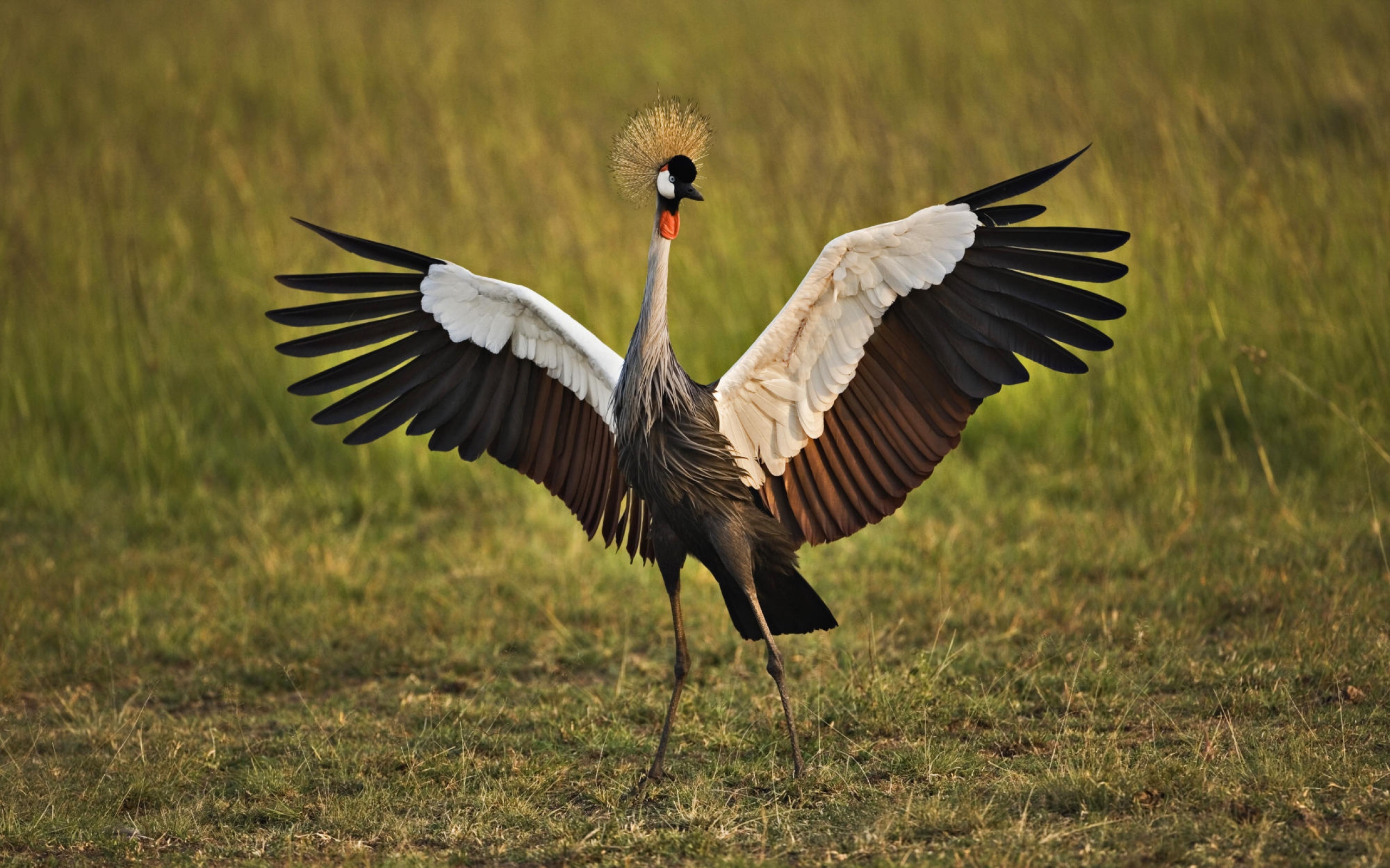 grey crowned crane hd wallpaper background image on crane wallpapers