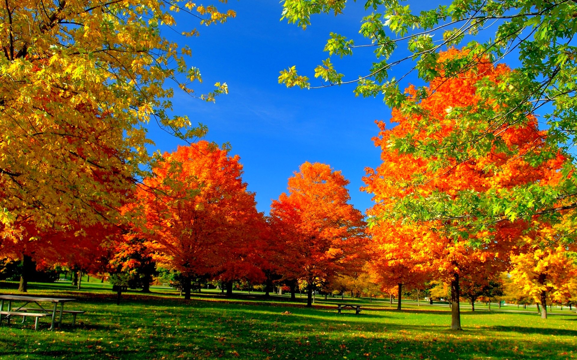 Gratis Scarica immagini Autumn Trees In The Park Hd Wallpaper Sfondo 1920x1200 Id aggiornato saluti