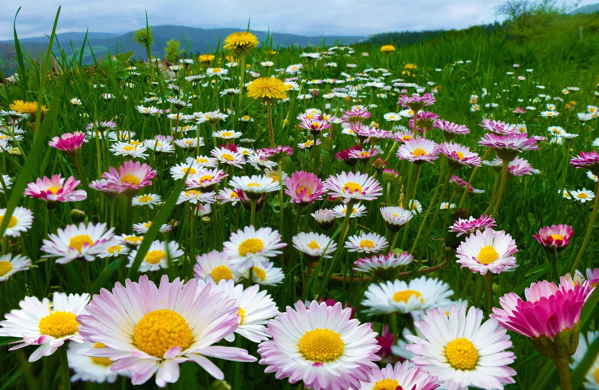 field of daisies hd wallpaper background image on field of daisies wallpapers