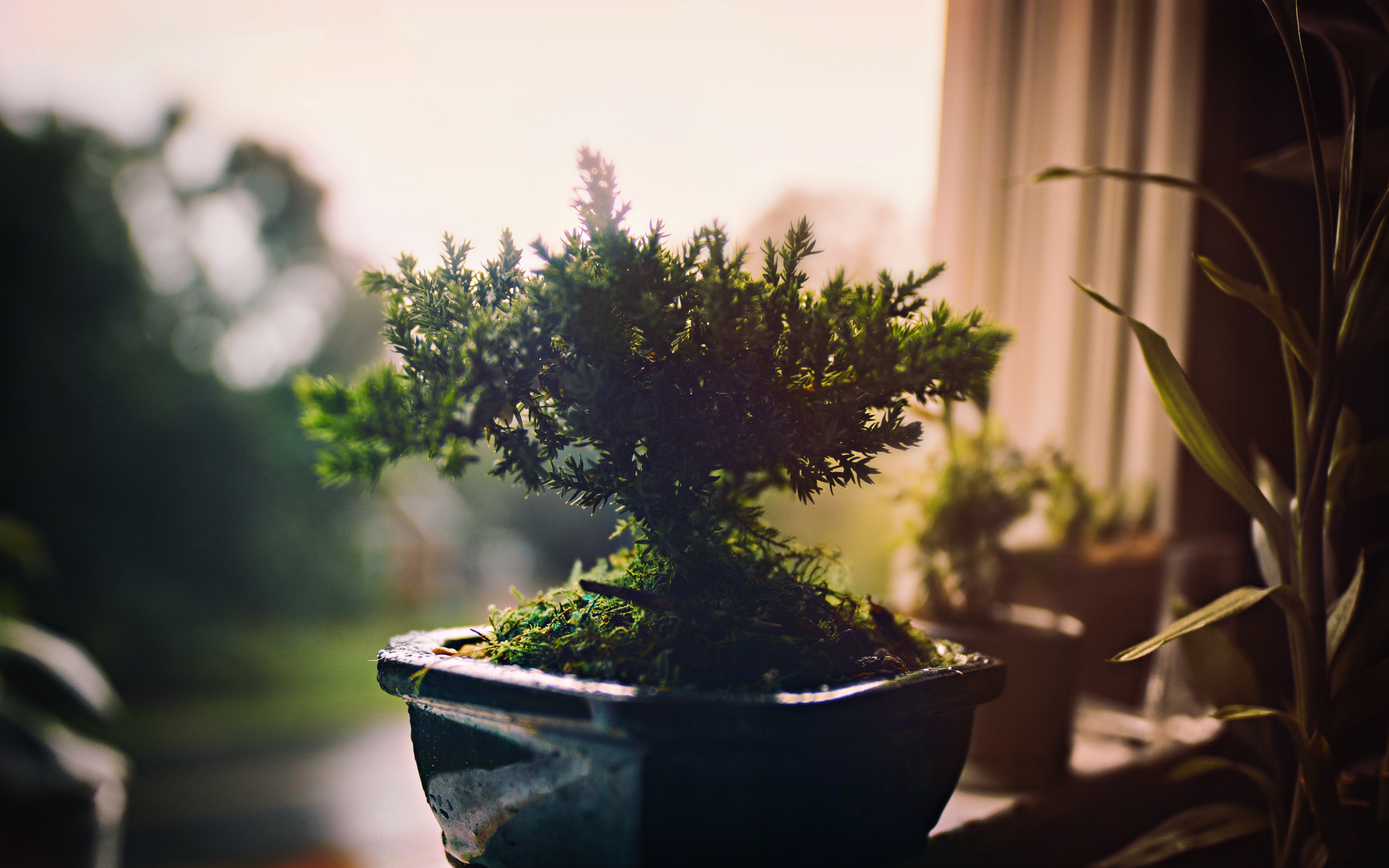 Bonsai 4k Ultra Fondo De Pantalla Hd Fondo De Escritorio 3840x2400
