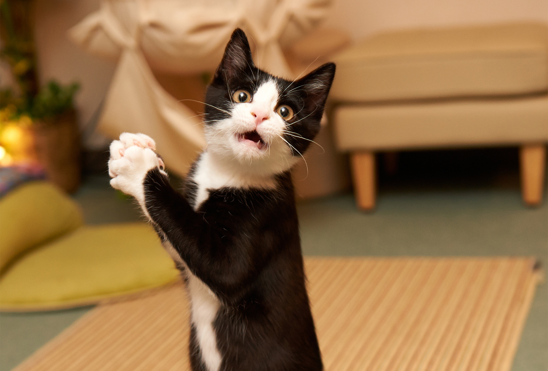 Adorable cat hd wallpaper: playful charm captured