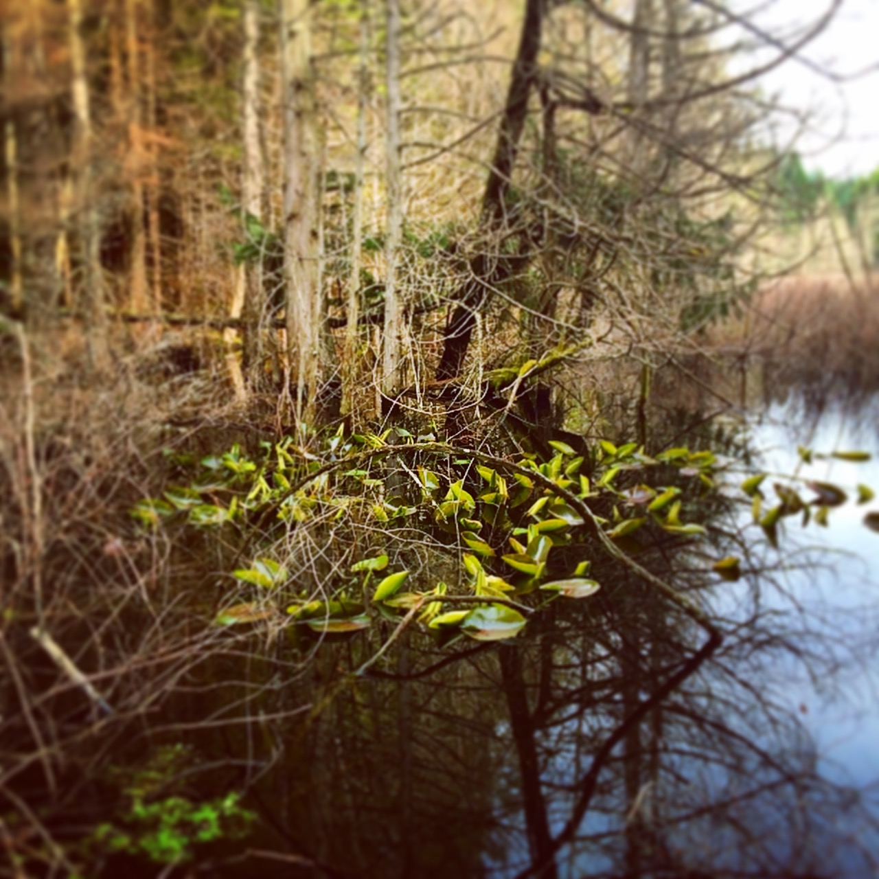 Regewald & Moor