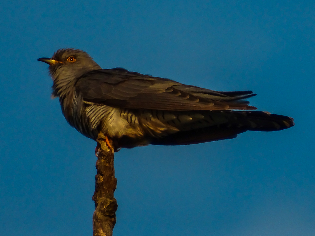 Common Cuckoo