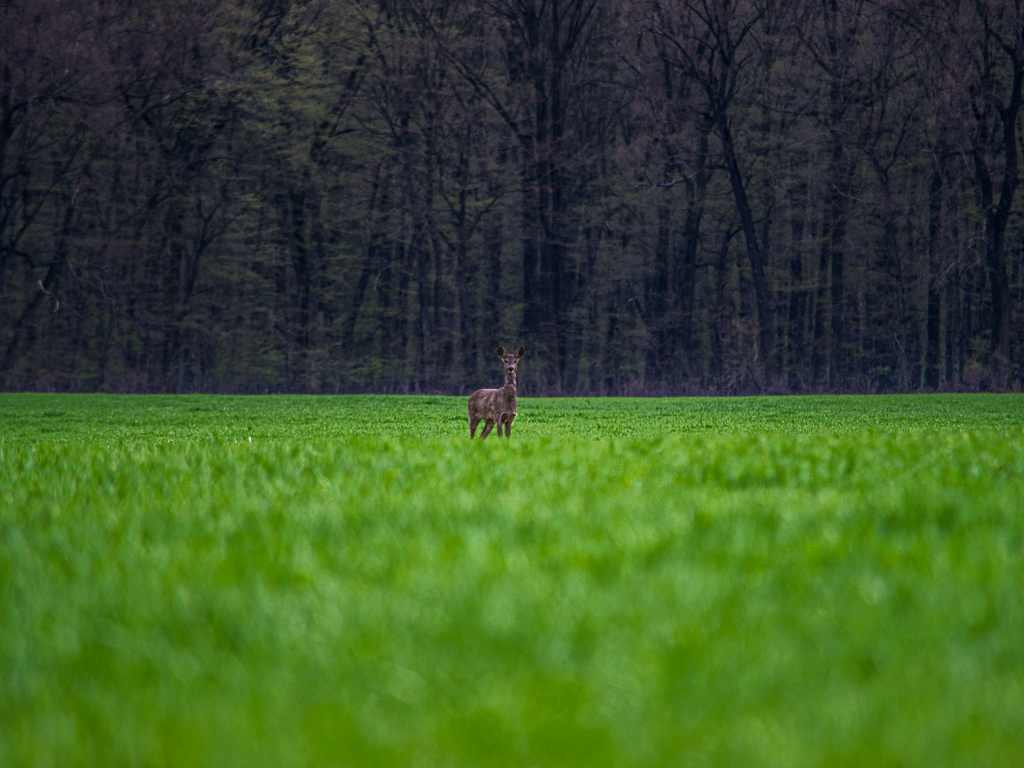 Roe Deer
