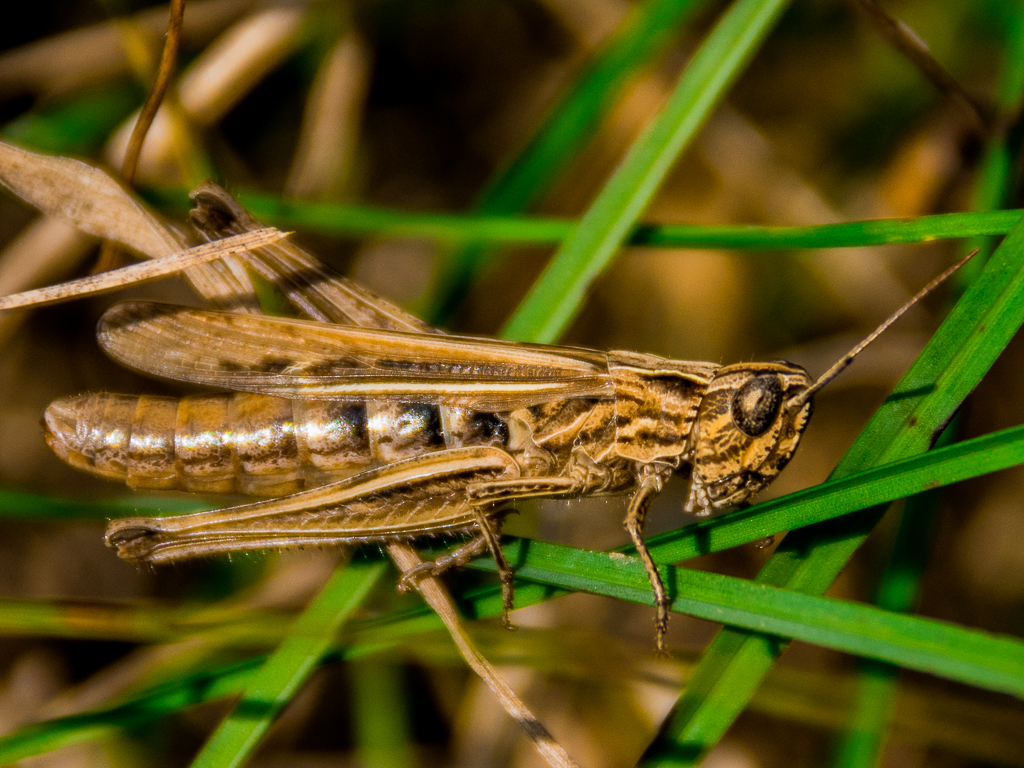 Grasshopper
