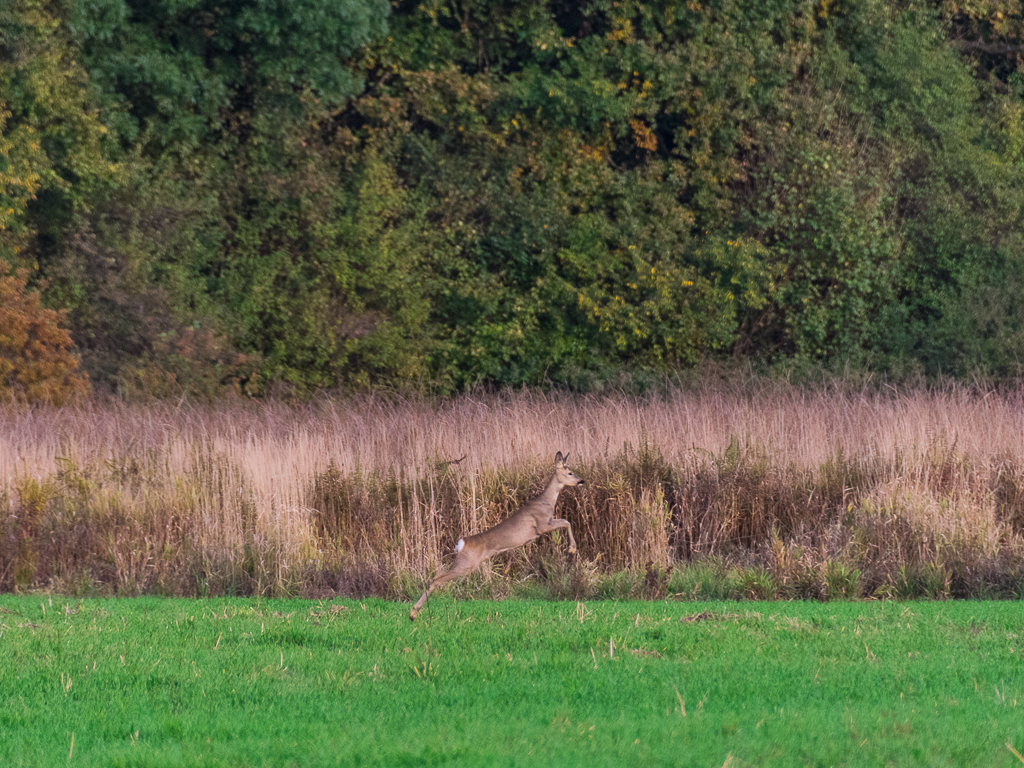 Roe Deer 5