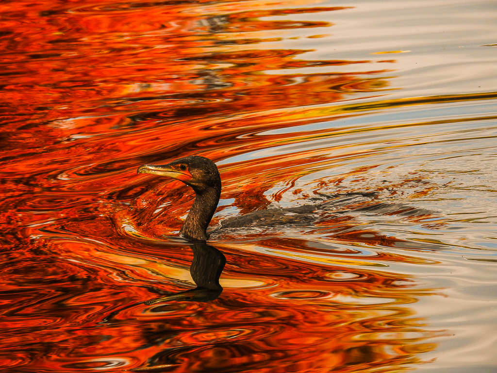 cormorant