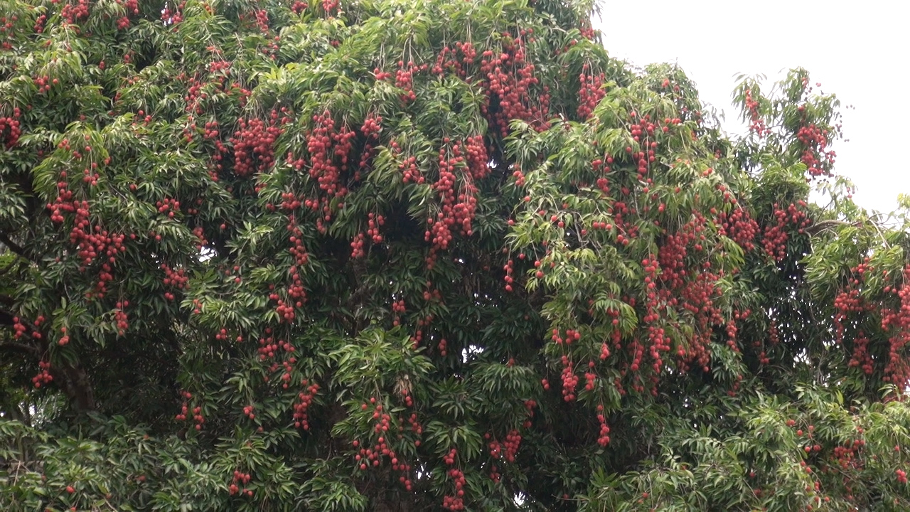 Litchis 6