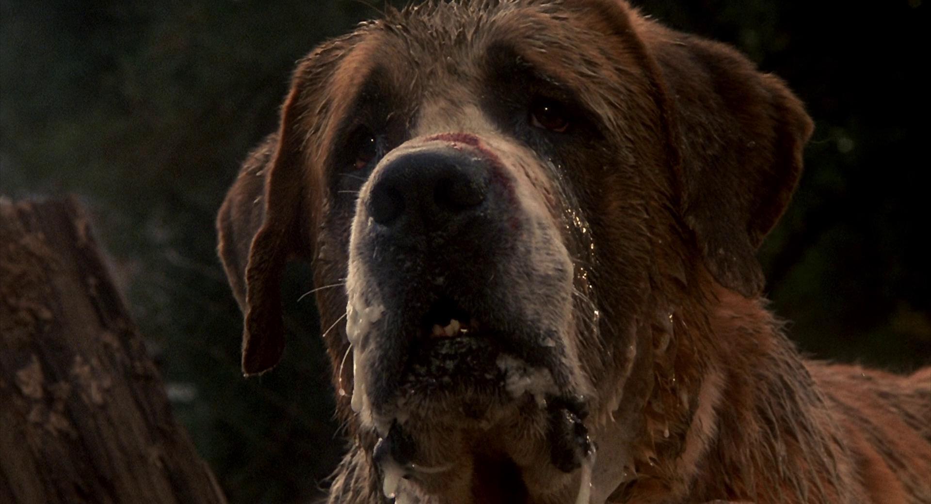 Cujo - Artistic Desktop Sunset Designs | Free Download