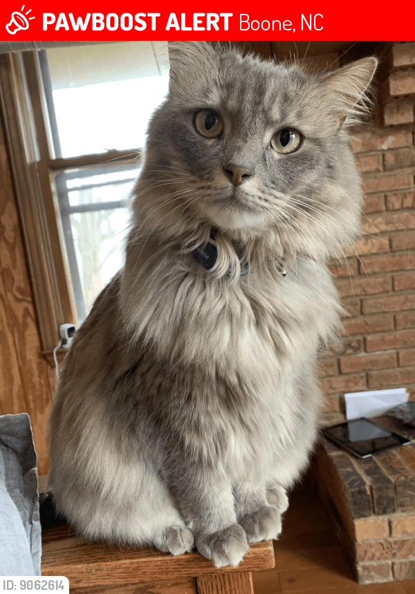 Lost female cat in boone, nc 28607 named lilly (id: 9062614)