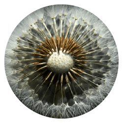 Herbal Supplement Ingredients Zeroality - Professional HD Landscape Wallpapers | Free Download