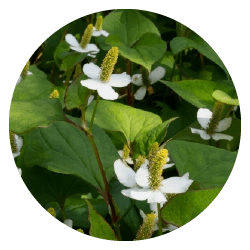 Herbal Supplement Ingredients Zeroality - Minimal Wallpaper Collection - Full HD Quality