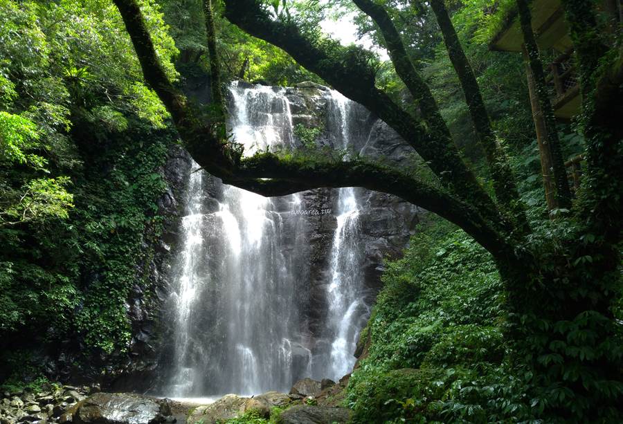 林務局最新旅遊優惠，全台12處國家森林遊樂區電子門票全票買一送一，指定園區享免費停車，振興五倍券折扣