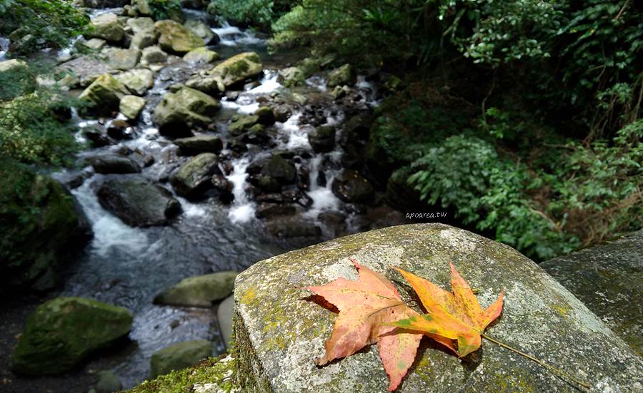 全民適用林務局旅遊優惠，新增13處國家森林遊樂區10/1~10/11入園門票通通半票，12處森林遊樂區年底前擇一免費入園1次