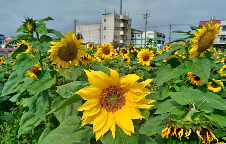清水花海小燈區，波斯菊、金黃向日葵、農村意象、稻草人裝置藝術等，近港區藝術中心，台中海線免費景點