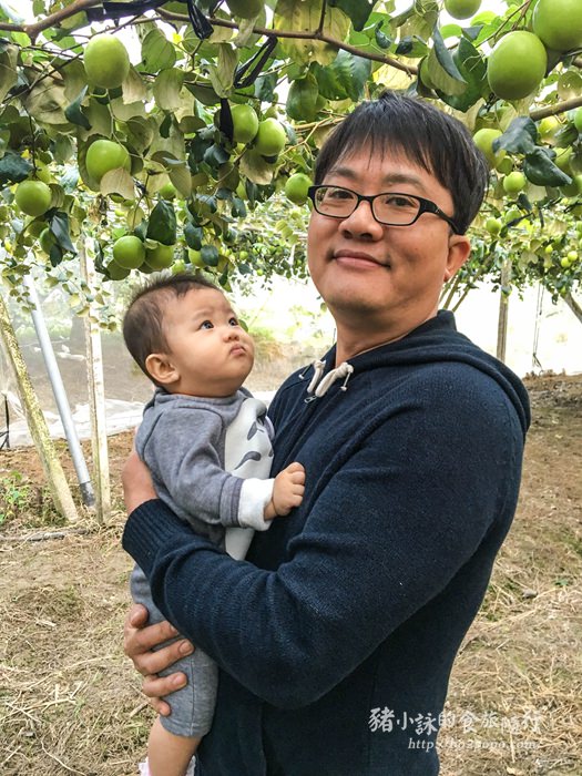 台南。楠西》梅嶺[堂]網室有機牛奶蜜棗採棗子