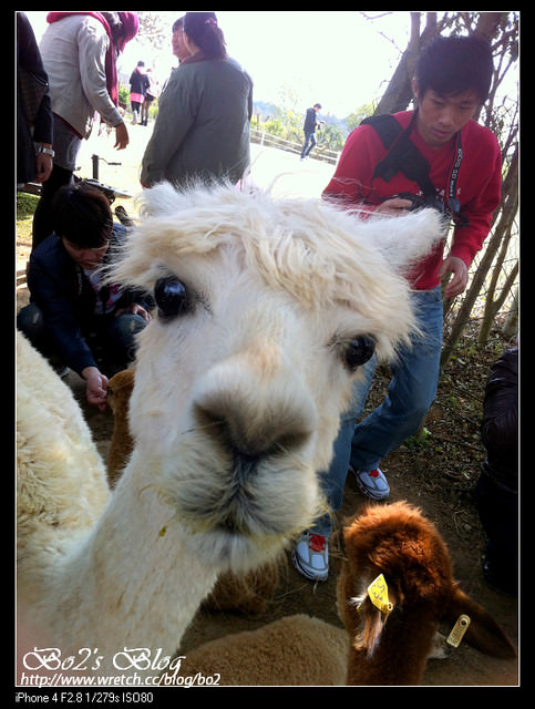 臺中.外埔-天馬牧場與草泥馬的驚呼零距離接觸