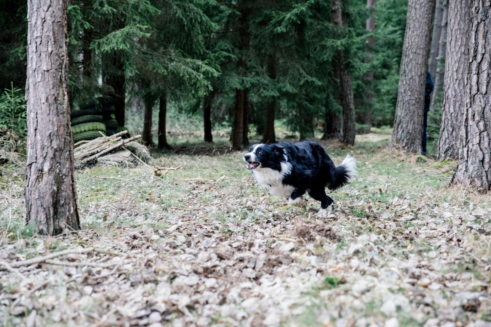 Erschossene Hunde Das Sagt Der Jager Jagderleben De