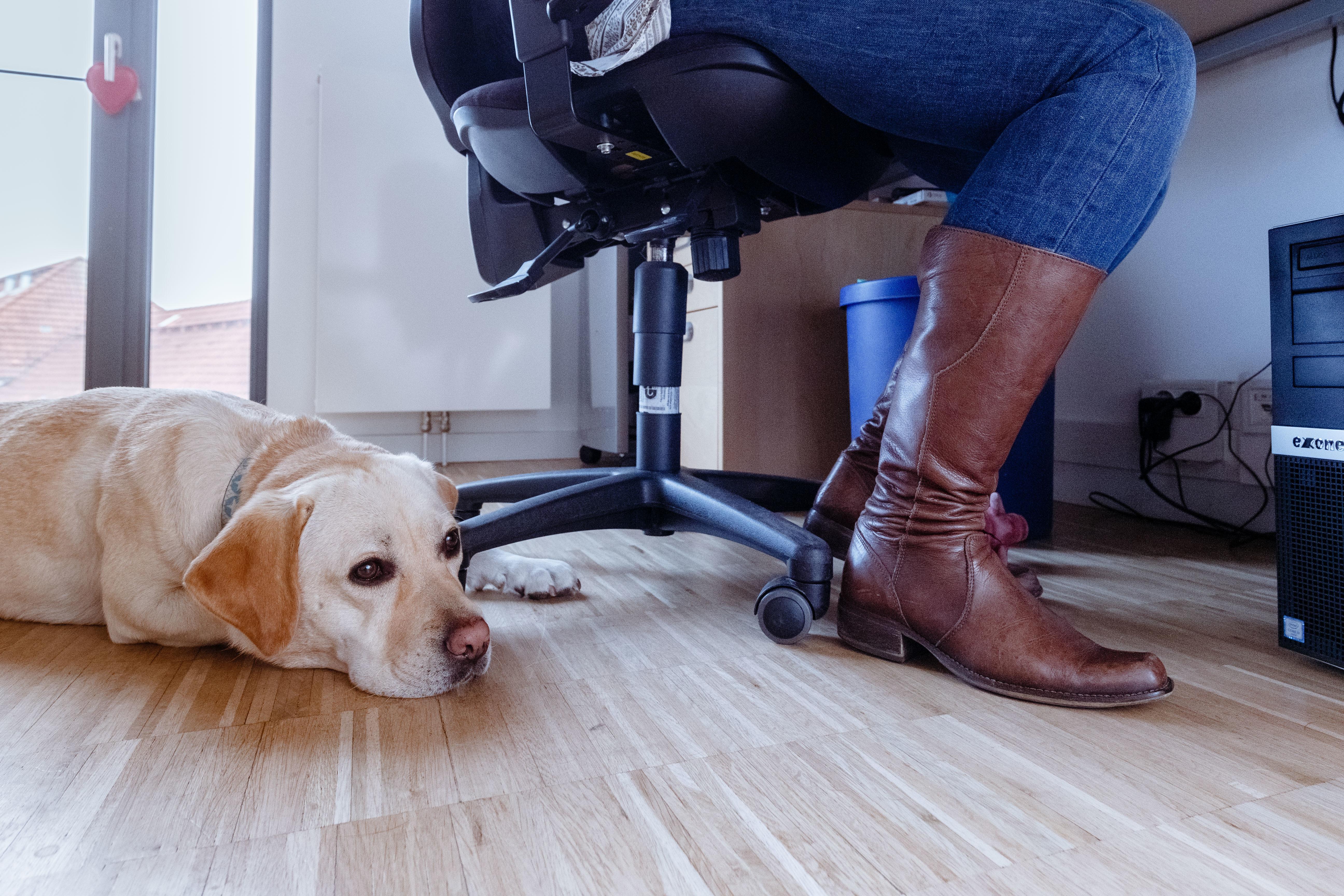 Wie sage ich meinem arbeitgeber, dass ich schwanger bin? Internationaler BÃ¼rohundtag Bello im BÃ¼ro - was ihr