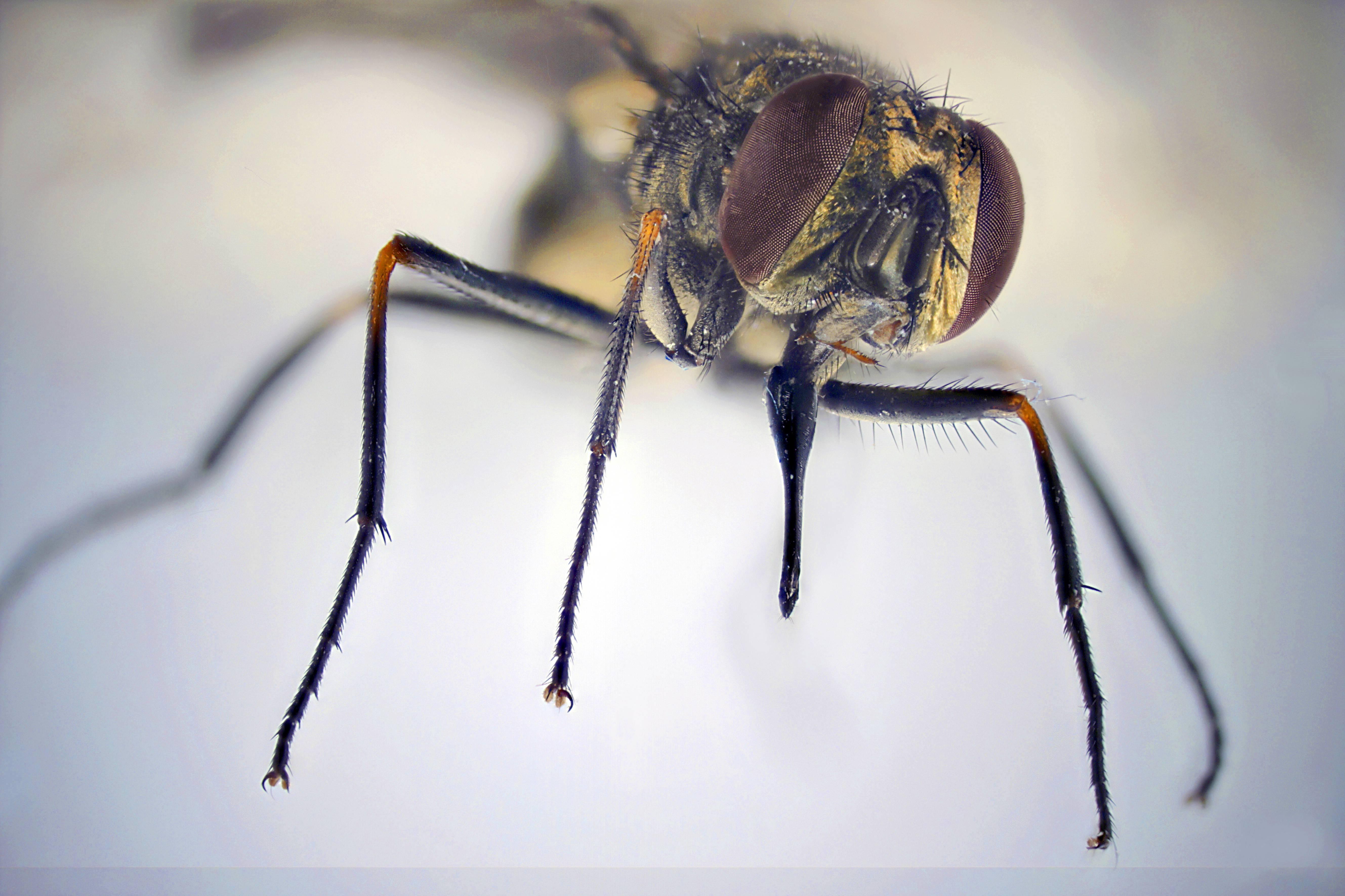 Durch ihr unterschiedliches aussehen sind diese beiden schädlinge auch. Der Wadenstecher Diese Fliege Ist Viel Fieser Als Sie Aussieht Bayern 3
