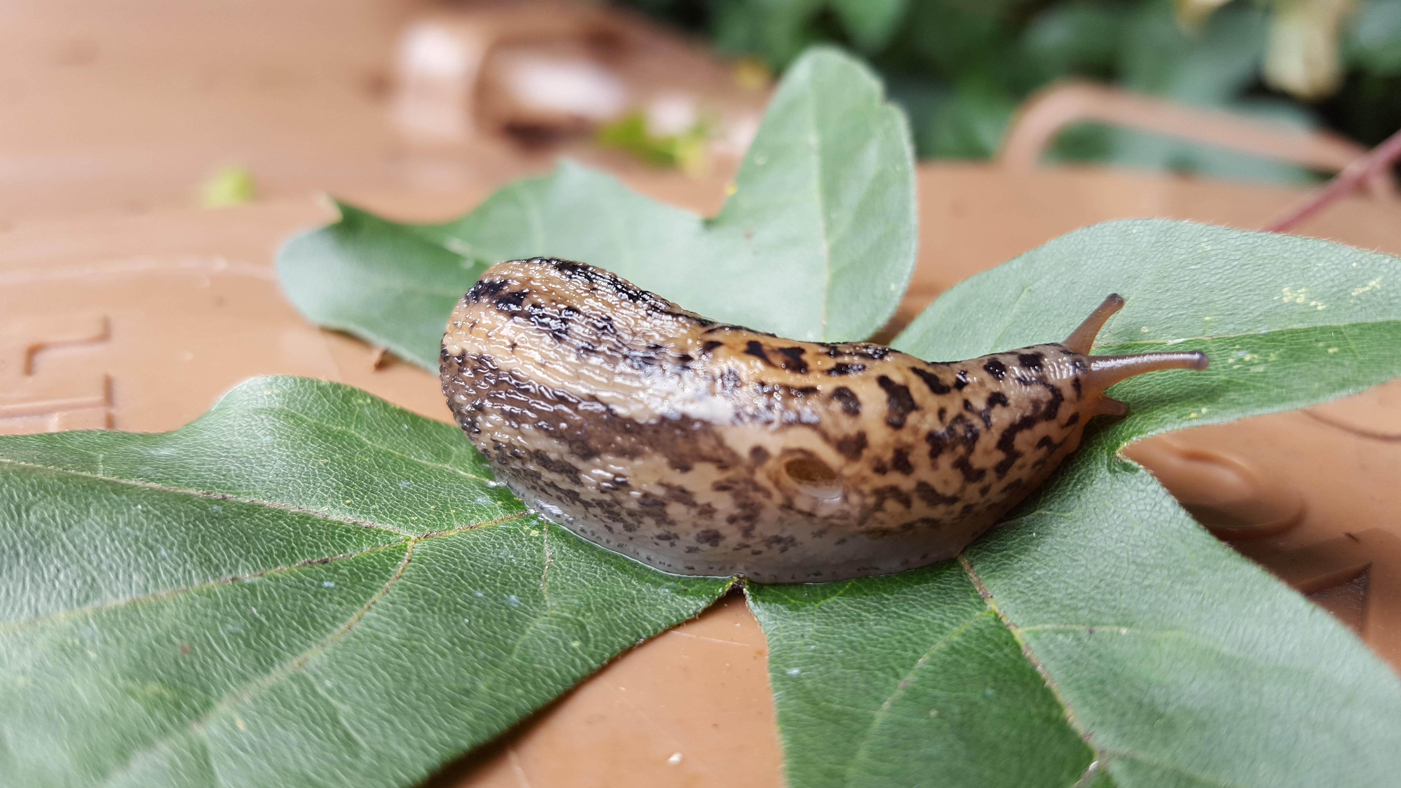 Schnecken Im Garten Bekampfen Gartendialog De