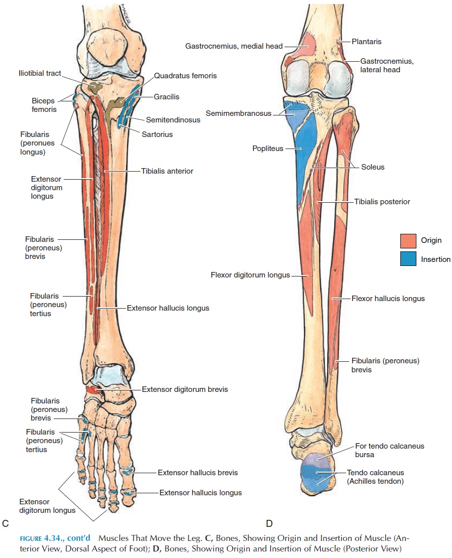 Innervation of the peroneal tendons: Muscles Of The Lower Limb Origin And Insertion Of Muscles