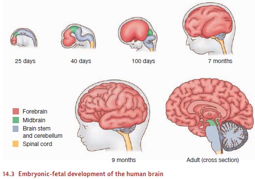 ٢٧ ذو الحجة ١٤٤٢ هـ. Prenatal Development