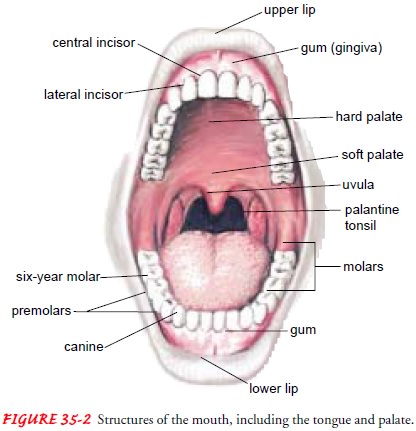 Nursing process: the patient with conditions of the oral cavity