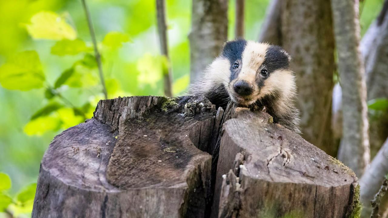 Springwatch Videos Resources Clickview