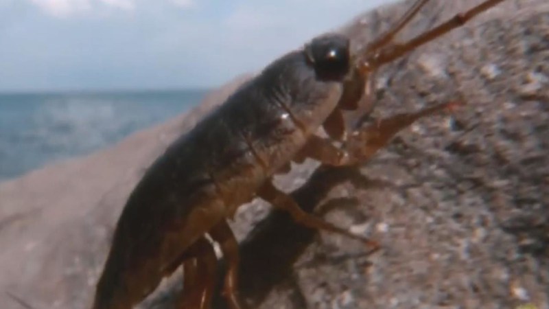 Wharf Roach Concept Giant Bomb - 4K Abstract Designs for Desktop