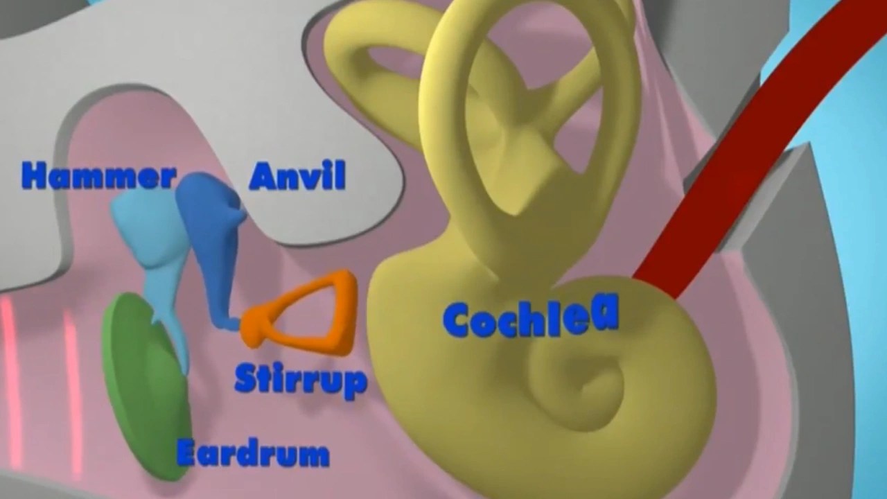 How The Ear Works Video Resources Clickview