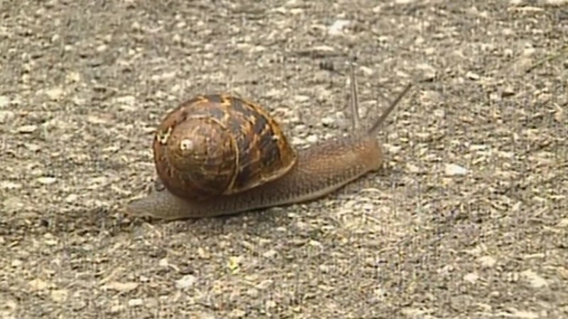 Come Outside Clickview - Premium Vintage Design Gallery - Full HD