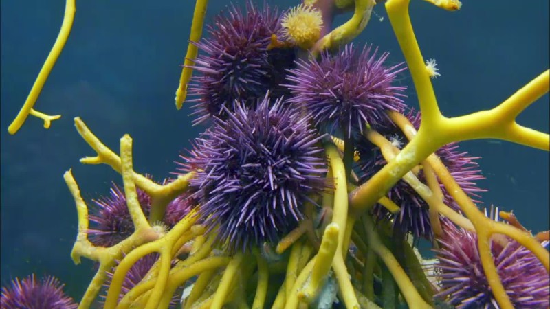 Kelp Quest Interviews With Invertebrates - Sunset Art Collection - 8K Quality