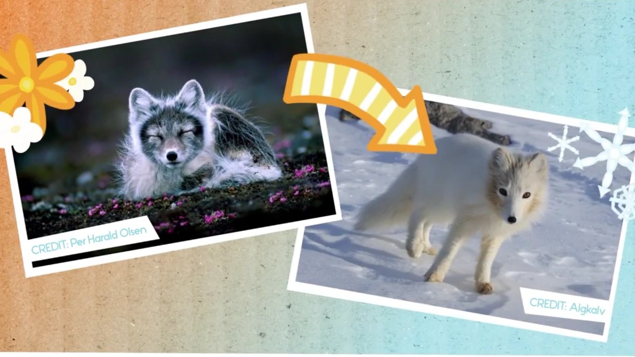 Animals With Winter Coats Video Resources Clickview