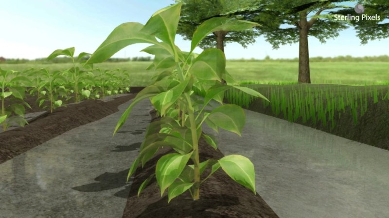 Do You Know That Plants And Animals Are Ph Sensitive - Premium Minimal Wallpaper Gallery - Desktop