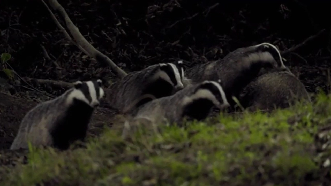 Badger Video Resources Clickview