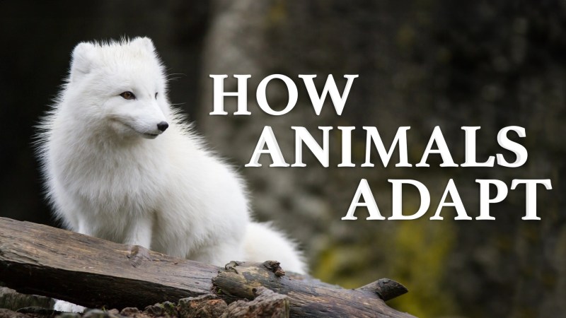 Animal Adaptations Learningmole - Minimal Texture Collection - Mobile Quality