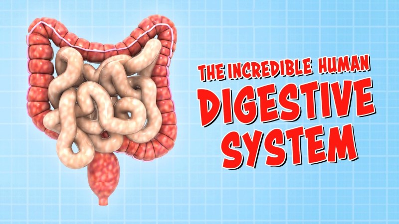 Digestion - Abstract Arts - Creative Full HD Collection