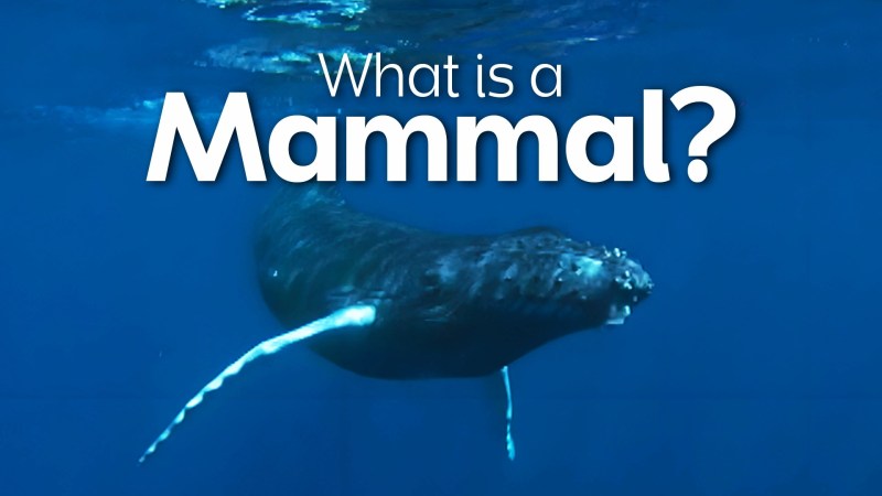 Variation And Classification Vertebrates Clickview - Best Dark Patterns in 8K