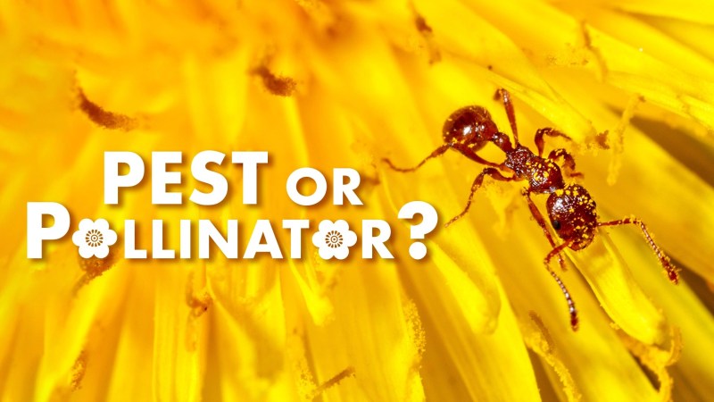 Cornfield Ants - Premium Geometric Photo Gallery - Mobile