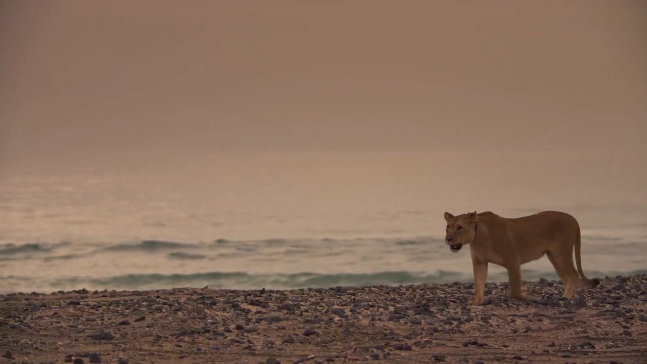 David Attenborough S Planet Earth Iii Clickview