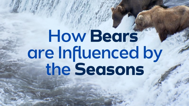 Bears Video Resources Clickview - Download Classic Gradient Texture | High Resolution