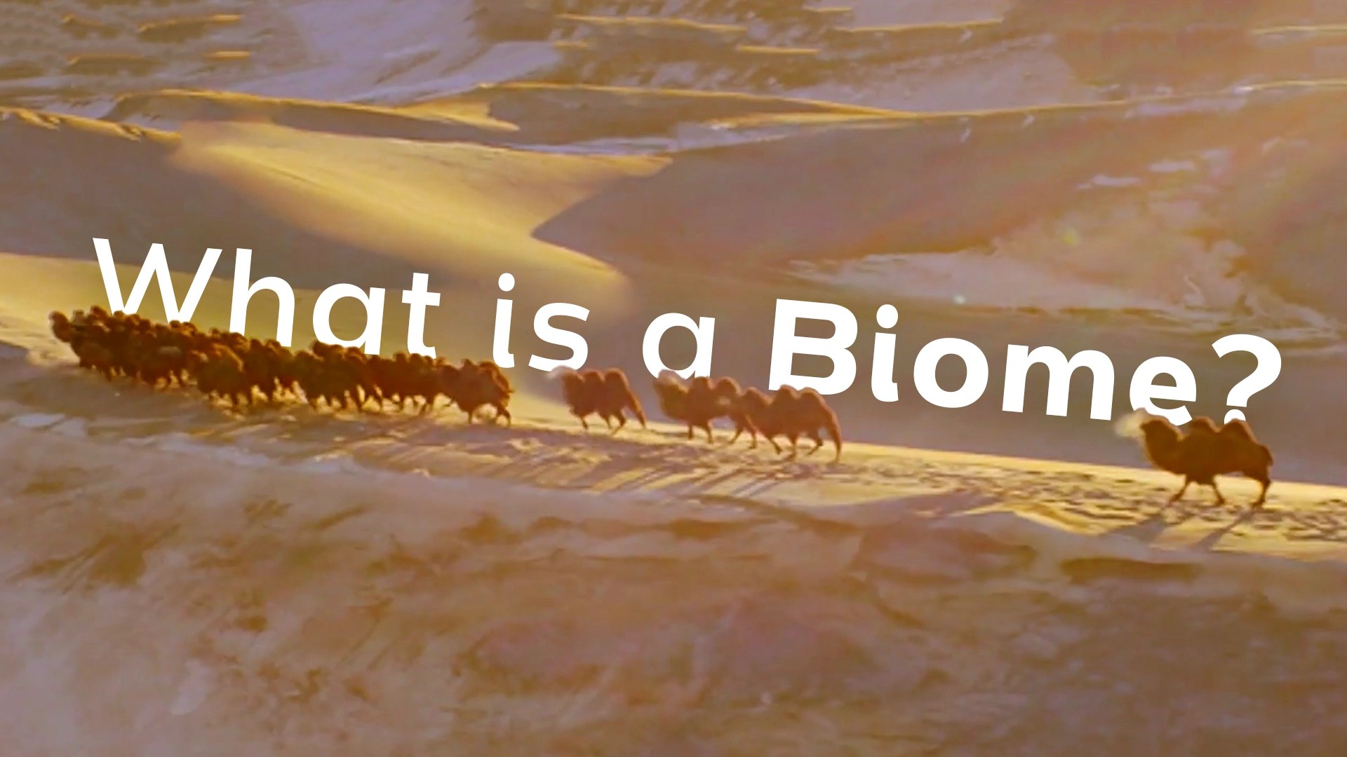 What Is A Biome Video Resources Clickview