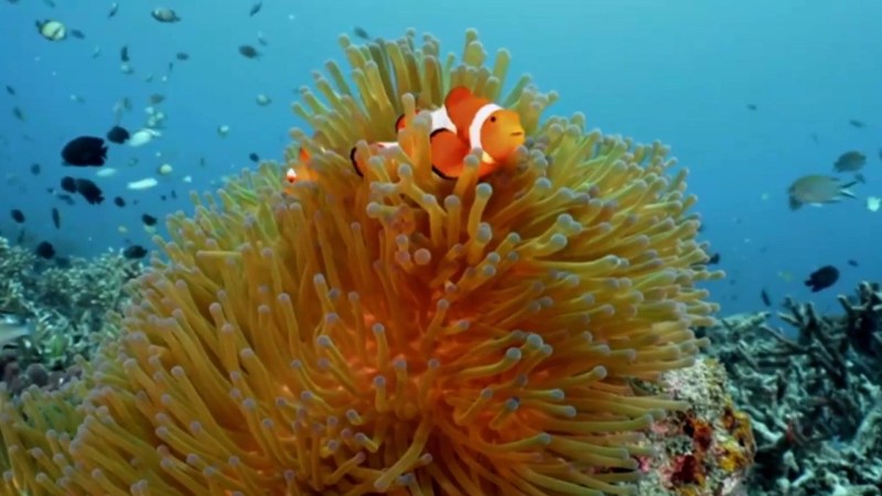 Finding Friends Video Resources Clickview - Sunset Illustration Collection - High Resolution Quality