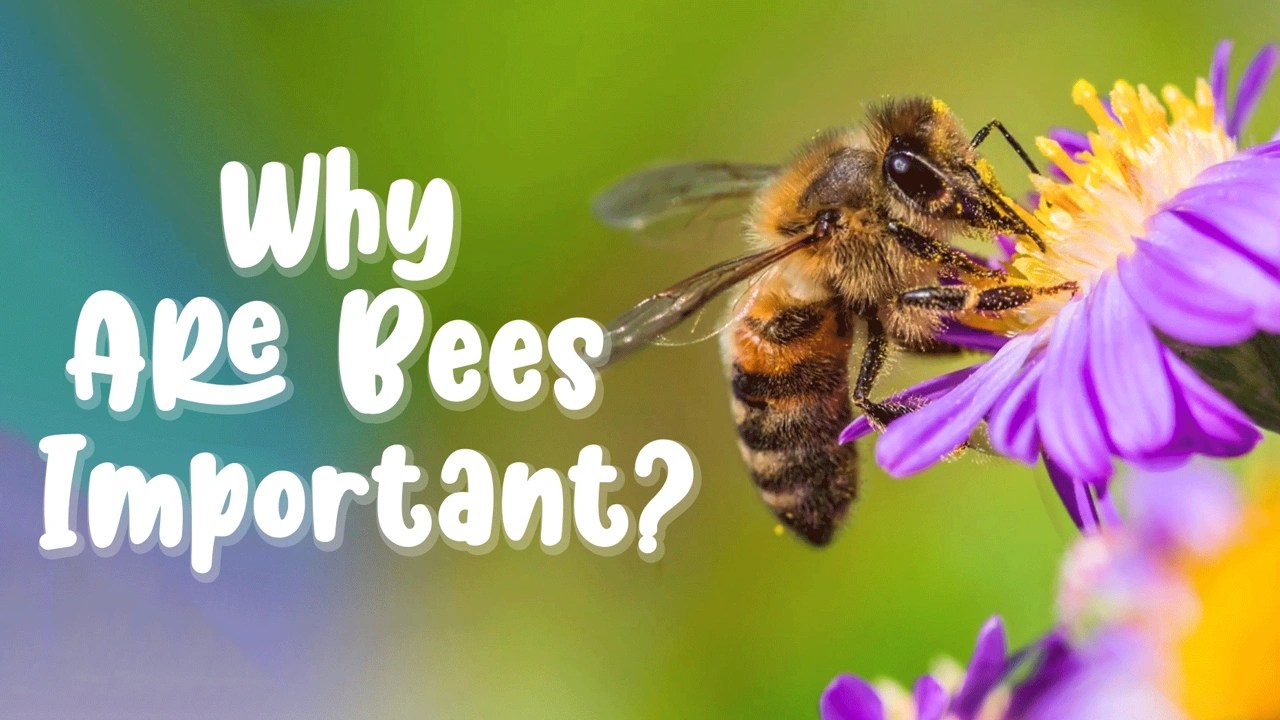 Why Are Bees Important Video Resources Clickview