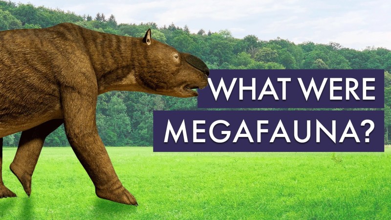 Megafauna - Nature Wallpaper Collection - Desktop Quality