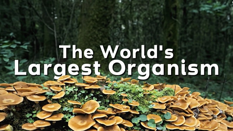 Variation And Classification - Premium Nature Art Gallery - 8K