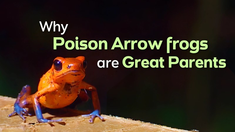 Variation And Classification Vertebrates Clickview - Premium Minimal Picture Gallery - HD