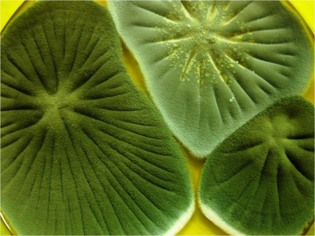 Bioarte El Impulso Cultural De La Ciencia